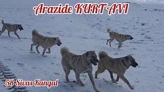 KURTLAR GECE KÖPEĞİ AFFETMEDİ 😔Sabah karlı bi günün Ardından Kurtların Peşinden Köpekleri Bıraktım [upl. by Casi]