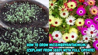 HOW TO GROW MESEMBRYANTHEMUM OR ICEPLANT FROM SEEDS WITH FULL UPDATES [upl. by Bradway]