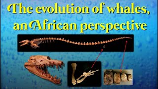 Evolution of Whales an African Perspective [upl. by Dela807]