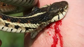 Snake Bites w Chewy SnakeBytesTV [upl. by Clementia742]