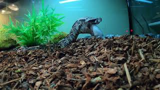 African Gaboon viper Quick Strike Live feeding [upl. by Uyr]