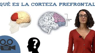 Corteza prefrontal  Funciones y teoría [upl. by Eibo]