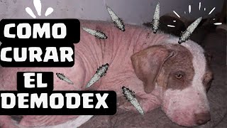 🛑Como CURAR la SARNA DEMODECICA en PERROS con BRAVECTO ⏭ Adiós DEMODEX de la SARNA ROJA Canina ✅ [upl. by Rivera]