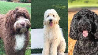 Labradoodle  Funny and Cute dog video compilation in 2022 [upl. by Alonso]