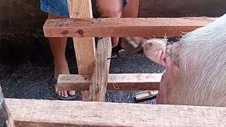 Simple Farrowing Pen Design na gawa sa kahoy✅⬇️💯😊 [upl. by Zampino]