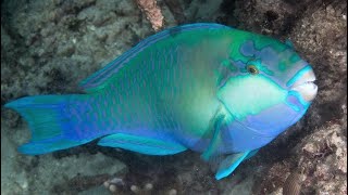 Facts The Parrotfish [upl. by Ennovahc863]