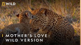 A Leopards Legacy  Tonight at 7 PM  Nat Geo Wild [upl. by Neda382]