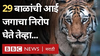 Tigress Mataram Collarwali T15 death वाघीण Pench Tiger Reserve मध्ये महत्त्वाची का BBC News [upl. by Flori886]