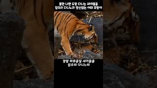 quot이정도로 힘들 줄은…quot 어미 호랑이의 놀라운 모성애 [upl. by Yarised]