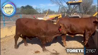 El Cerrito Beefmaster  Nuestros toretes disponibles [upl. by Mcnutt]