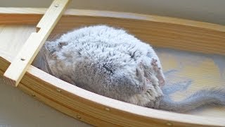 Incredible Chinchilla Dust Bath  Slow Motion 120fps [upl. by Anivad]