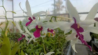 Dendrobium Meesangnil Murah  081919911857 [upl. by Atnauqahs]