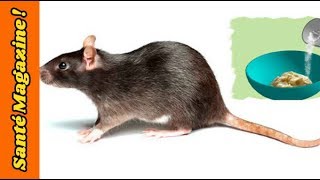 7 astuces naturelles pour vous débarrasser des rats de chez vous … sans produits chimiques [upl. by Merrili]