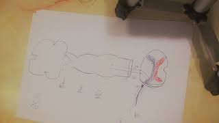 Lec1part3 Dorsal column medial lemniscus pathway [upl. by Ztirf]