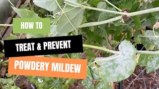 How to Treat Powdery Mildew on Your Plants [upl. by Suilenrac928]