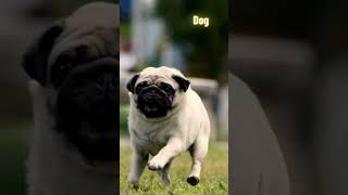 quot🐶🐱🐘 Animal Friends SingAlong 🦁🐒  Fun Songs for Kidsquot  Full Song  httpsyoutubex8sAXPUiQS0 [upl. by Evanne158]