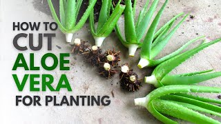 How To Cut Aloe Vera For Planting [upl. by Glantz]