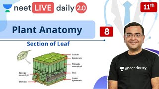 NEET Plant Anatomy  L8  LIVE Daily 20  Unacademy NEET  Pradeep Singh [upl. by Jemine635]