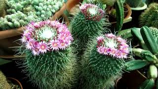 My Mammillaria spinosissima Un Pico Cactus Plant in Flower in the Polytunnel [upl. by Kurtzig]