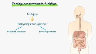 Introduktion til fordøjelsessystemet [upl. by Aioj]