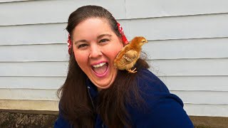 Raising Rhode Island Red Chickens for Eggs 3 day Old Chicks Setting Up the Brooder [upl. by Kaila]