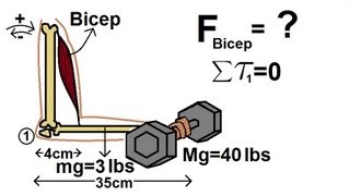 Physics 15 Torque Example 5 5 of 7 The Bicep [upl. by Nosral]