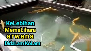 KELEBIHAN MEMELIHARA IKAN ARWANA DI DALAM KOLAM [upl. by Utley215]