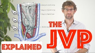 JVP Examination Explained  Clinical Skills Deep Dive  Medical School Revision  Dr Gill [upl. by Lehman]