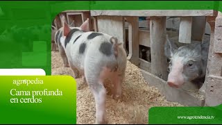 Cama profunda en cerdos 🐷 Agro en 2 minutos [upl. by Essenaj961]