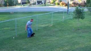 10 week old Boykin Spaniel pup training  part 2 [upl. by Innep179]