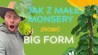 JAK Z MAŁEJ MONSTERY ZROBIĆ BIG FORM🌿Rozmnażanie Variegaty [upl. by Kimberlee462]