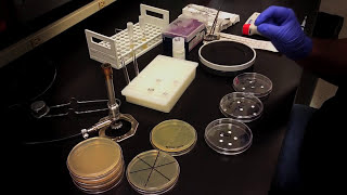 Testing an Antibiotic Using a Disk Diffusion Assay  Kirby Bauer Method [upl. by Ebonee]