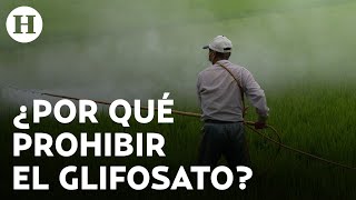 ¿Qué es el glifosato y por qué buscan prohibirlo en México y otras partes del mundo [upl. by Truelove]