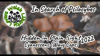 Psilocybe Cyanescens Wavy Caps  Hidden In Plain Sight 2022 [upl. by Aisel]