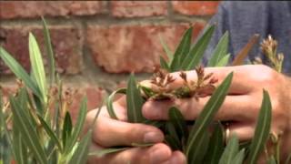 Set of 3 Flowering Oleander Plants in 13cm Pots  Red Pink amp White [upl. by Epolenep798]