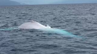 A rare appearance of Migaloo  the white humpback whale [upl. by Sebastiano]