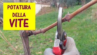 Potatura della vite 2024  I cambiamenti climatici ci impongono di potare le viti quando il periodo [upl. by Kelcie]