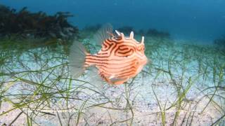 This fish blows  Cowfish feeding technique [upl. by Pius246]