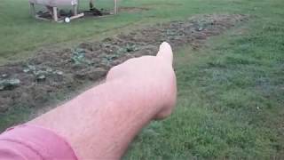 Why Grass Clippings Are the Best Mulch For Gardens [upl. by Odelia]