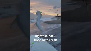 Bonnethead shark catch and release at Melbourne Beach tight lines [upl. by Mcnally]