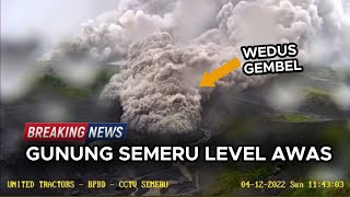 WEDUS GEMBEL SEMERU SUDAH MUNCUL [upl. by Guttery725]