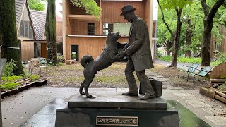 Visiting the Statue of Hachiko and Dr Ueno in Tokyo University [upl. by Ndnarb]