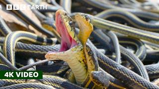 How Do Female Snakes Pick a Mate  A Perfect Planet  4K UHD  BBC Earth [upl. by Croteau]