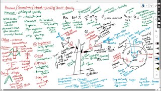 POACEAE GRAMINEAEWHEET GAMILYGRASS FAMILY [upl. by Lewin]
