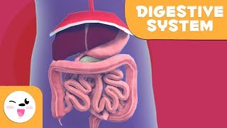 The Digestive System  Learning the Body for kids [upl. by Ynatsyd]