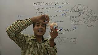 Motion of Bacteria  Bacterial Movement Using Flagella  Bacterial Motility  MCQ on Bacteria [upl. by Analiese]