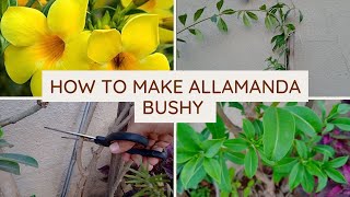 How to make allamanda flowering plant bushy  pruning with update  after cutting surprise growth🍁 [upl. by Helas383]