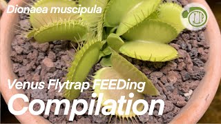 worlds MOST DEADLY Plant feeding compilation  Venus Fly Trap  Dionaea  Carnivorous Plants [upl. by Croydon]