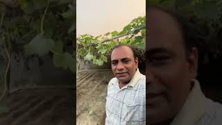 Aa Gayi Kaddu Todne Ki Baari minivlogs dailyminivlogs villagelife palfamilyvlogs [upl. by Nikkie]