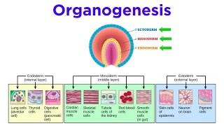 Stages of Animal Development Cleavage Gastrulation Organogenesis [upl. by Rawdan]